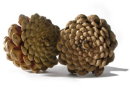 Pine Cones